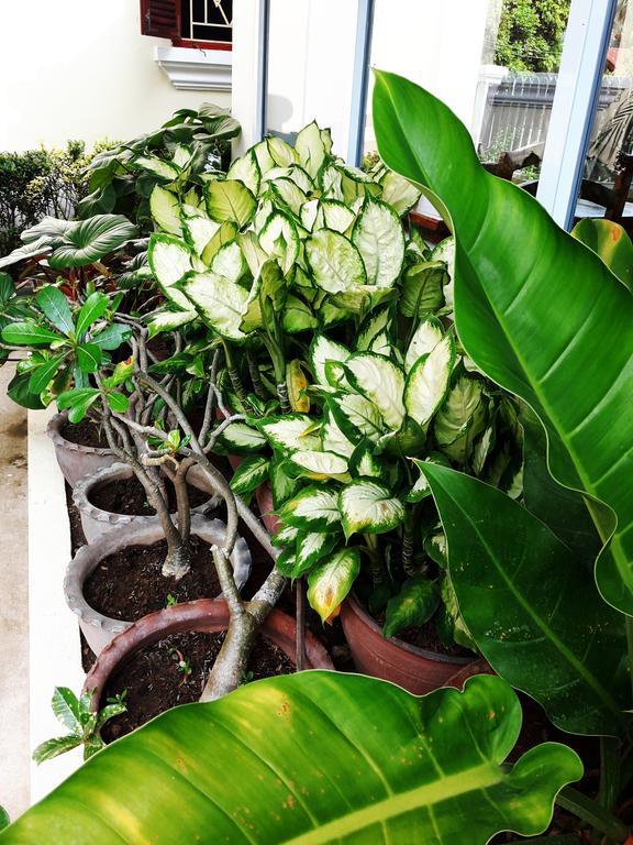 Phonepraseuth Guesthouse Luang Prabang Exteriör bild